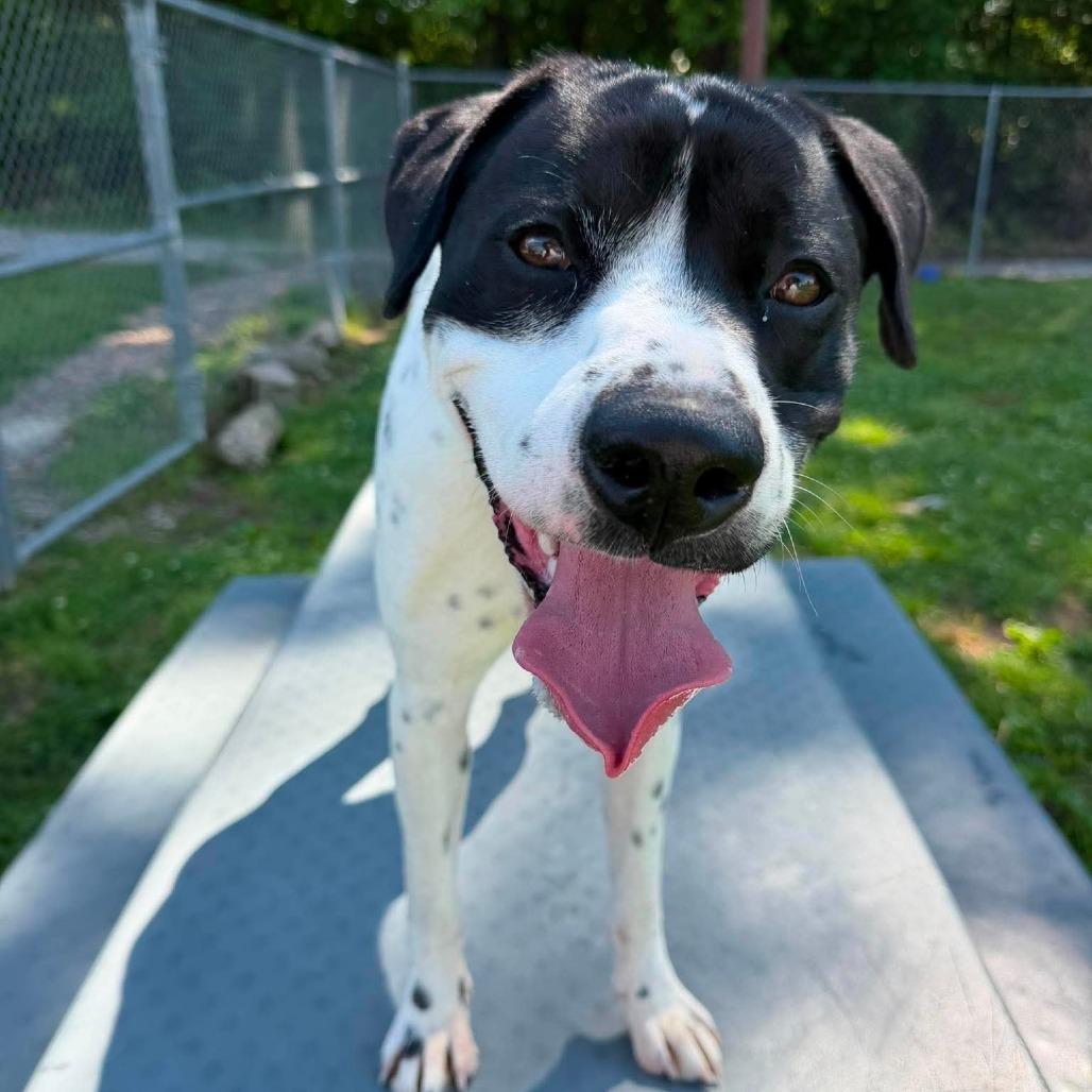 Enlarge Otter, a Adoptable Mixed Breed in Jeffersonville, IN image 3/6