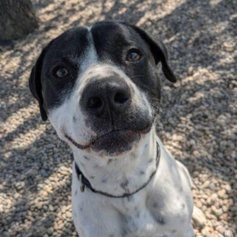 Enlarge Otter, a Adoptable Mixed Breed in Jeffersonville, IN image 3/6