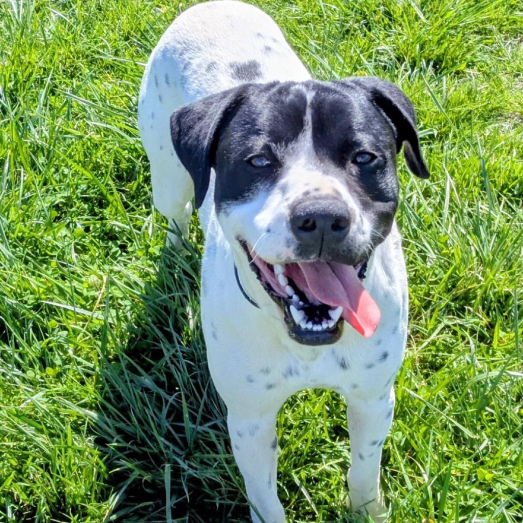 Enlarge Otter, a Adoptable Mixed Breed in Jeffersonville, IN image 3/5