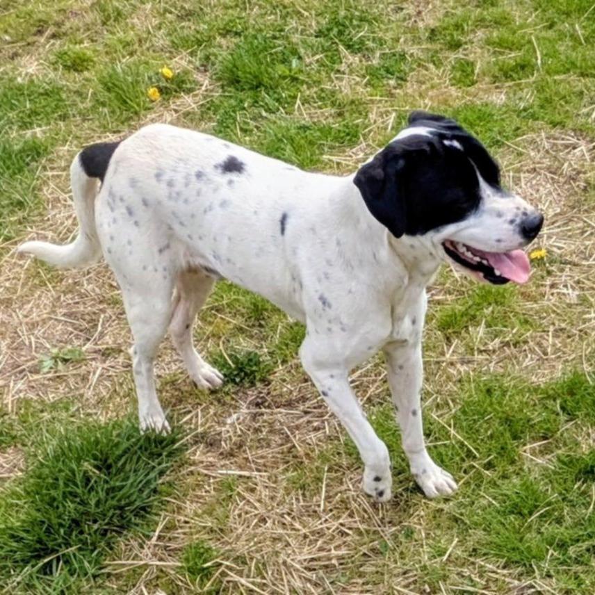 Enlarge Otter, a Adoptable Mixed Breed in Jeffersonville, IN image 4/5