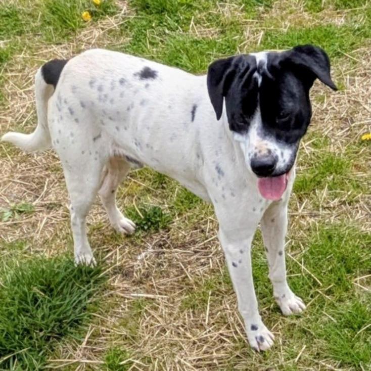 Enlarge Otter, a Adoptable Mixed Breed in Jeffersonville, IN image 5/5