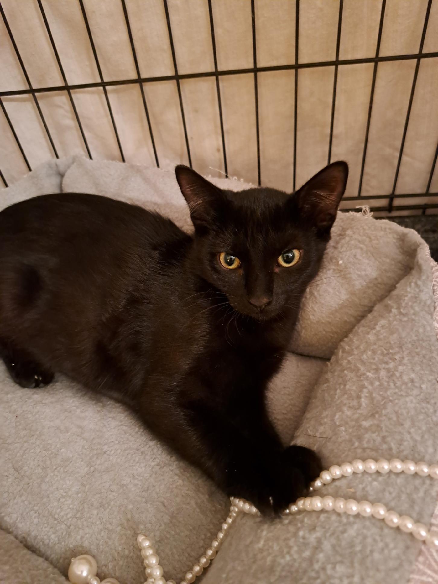 Agata, Adoptable, Adult Female Domestic Short Hair.