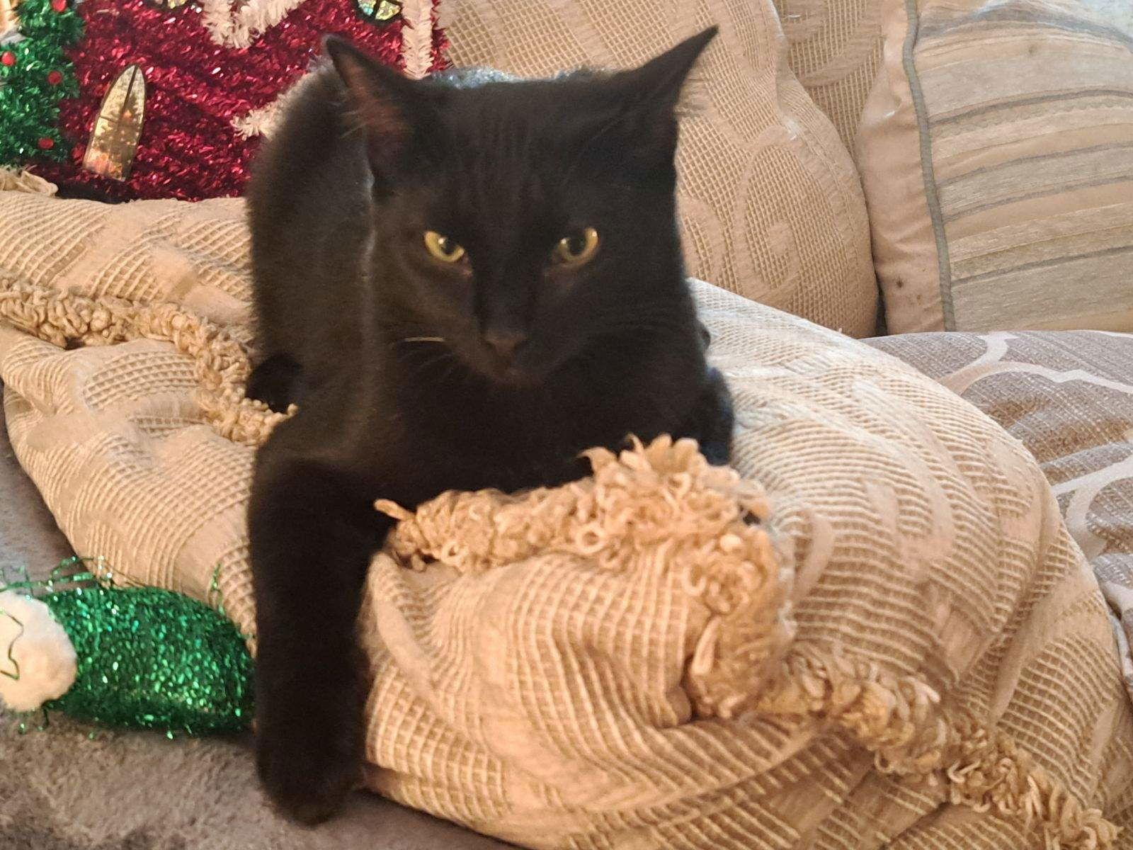 Agata, a Adoptable Domestic Short Hair in Fort Myers, FL image 2/6