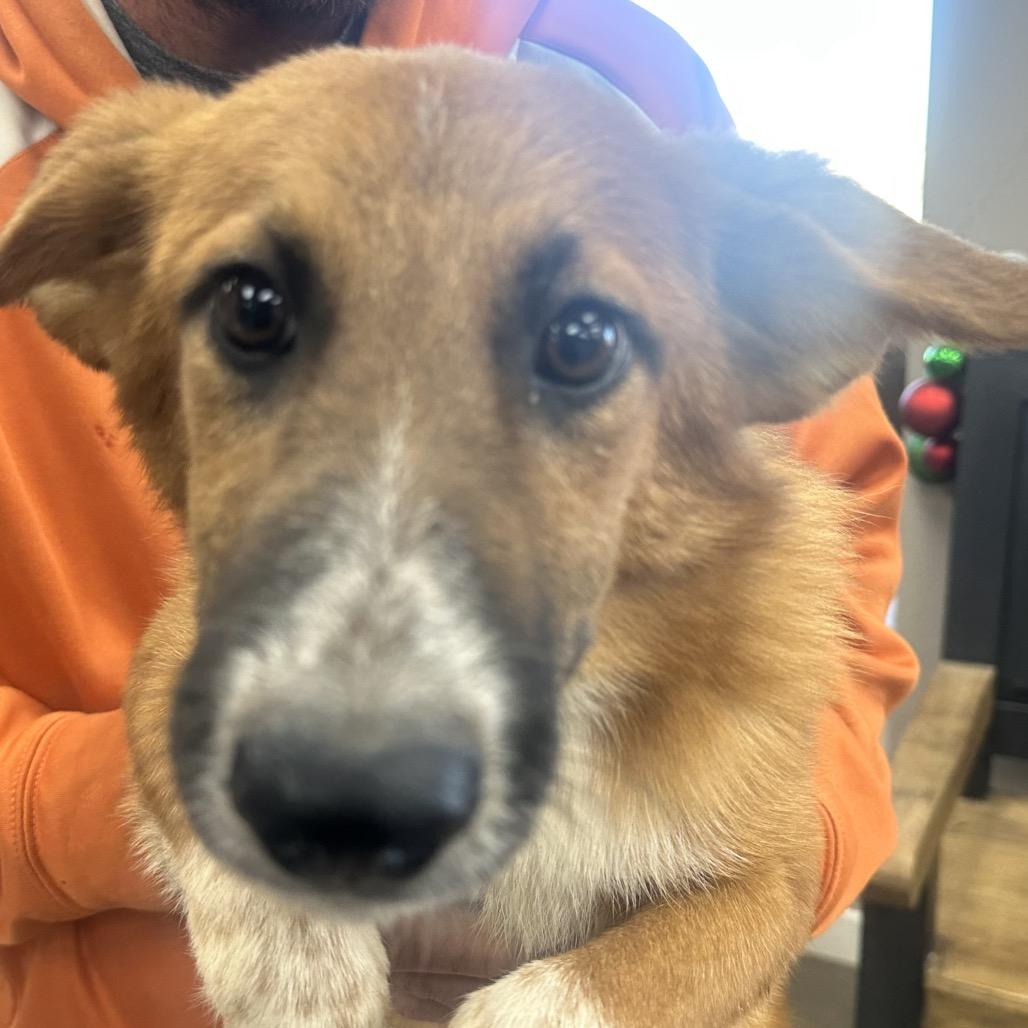 Enlarge Lola, a Adoptable Cattle Dog in Midland, TX image 1/1