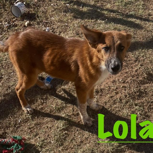 Enlarge Lola, a Adoptable Cattle Dog in Midland, TX image 2/2