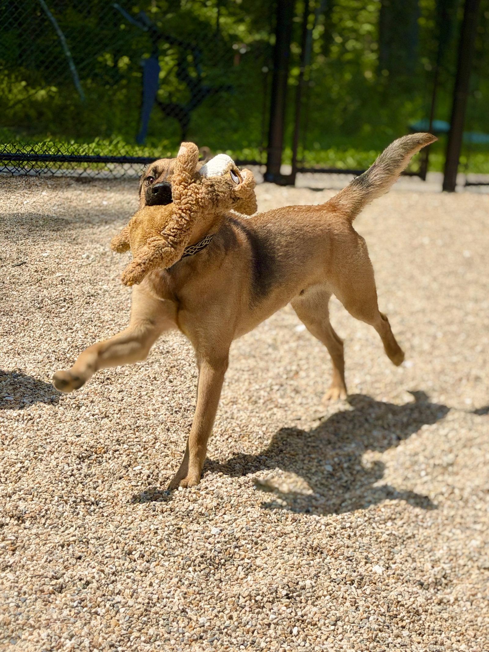 Hank, a Adoptable Black Mouth Cur in West Cornwall, CT image 1/3