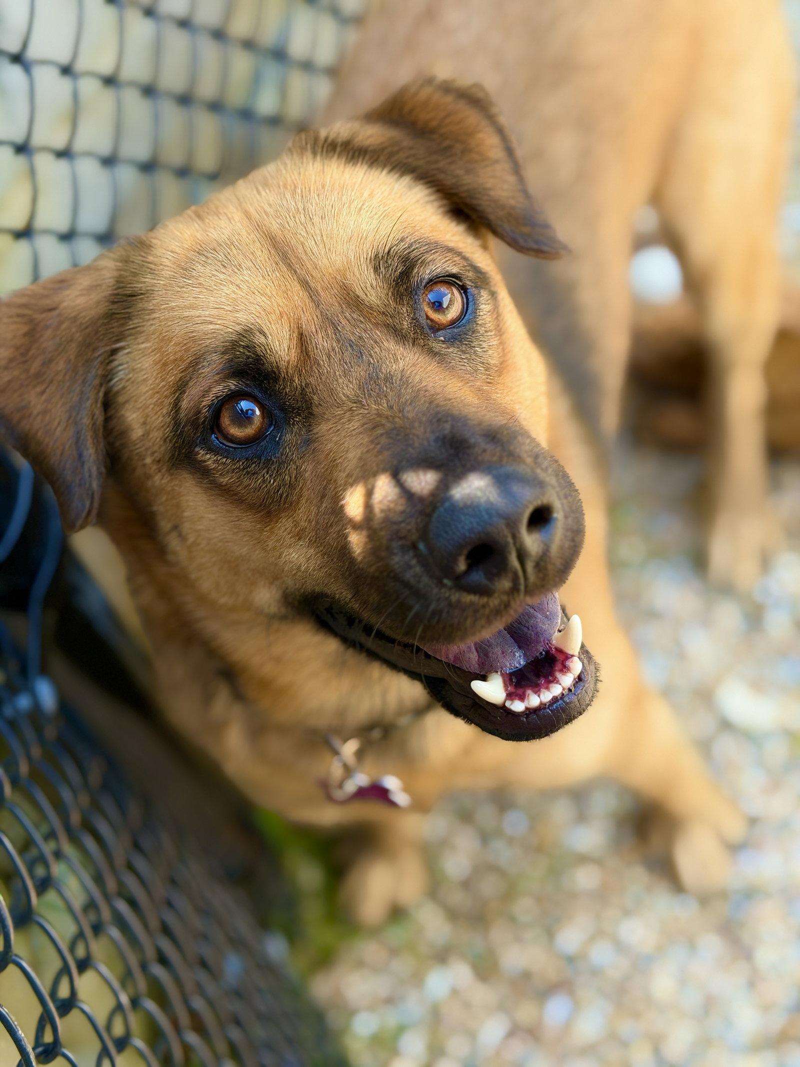 Hank, a Adoptable Black Mouth Cur in West Cornwall, CT image 2/3