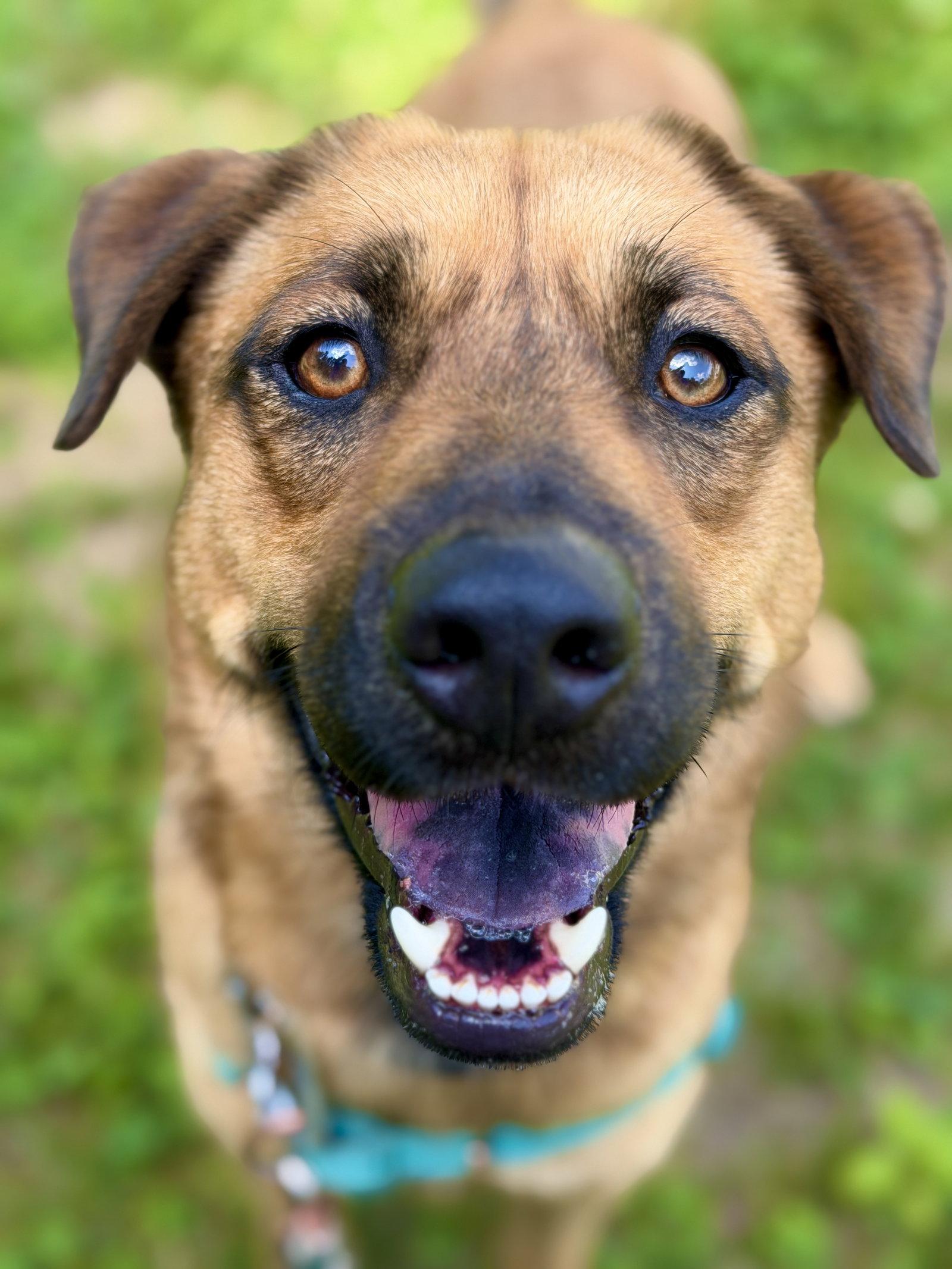 Hank, a Adoptable Black Mouth Cur in West Cornwall, CT image 3/3