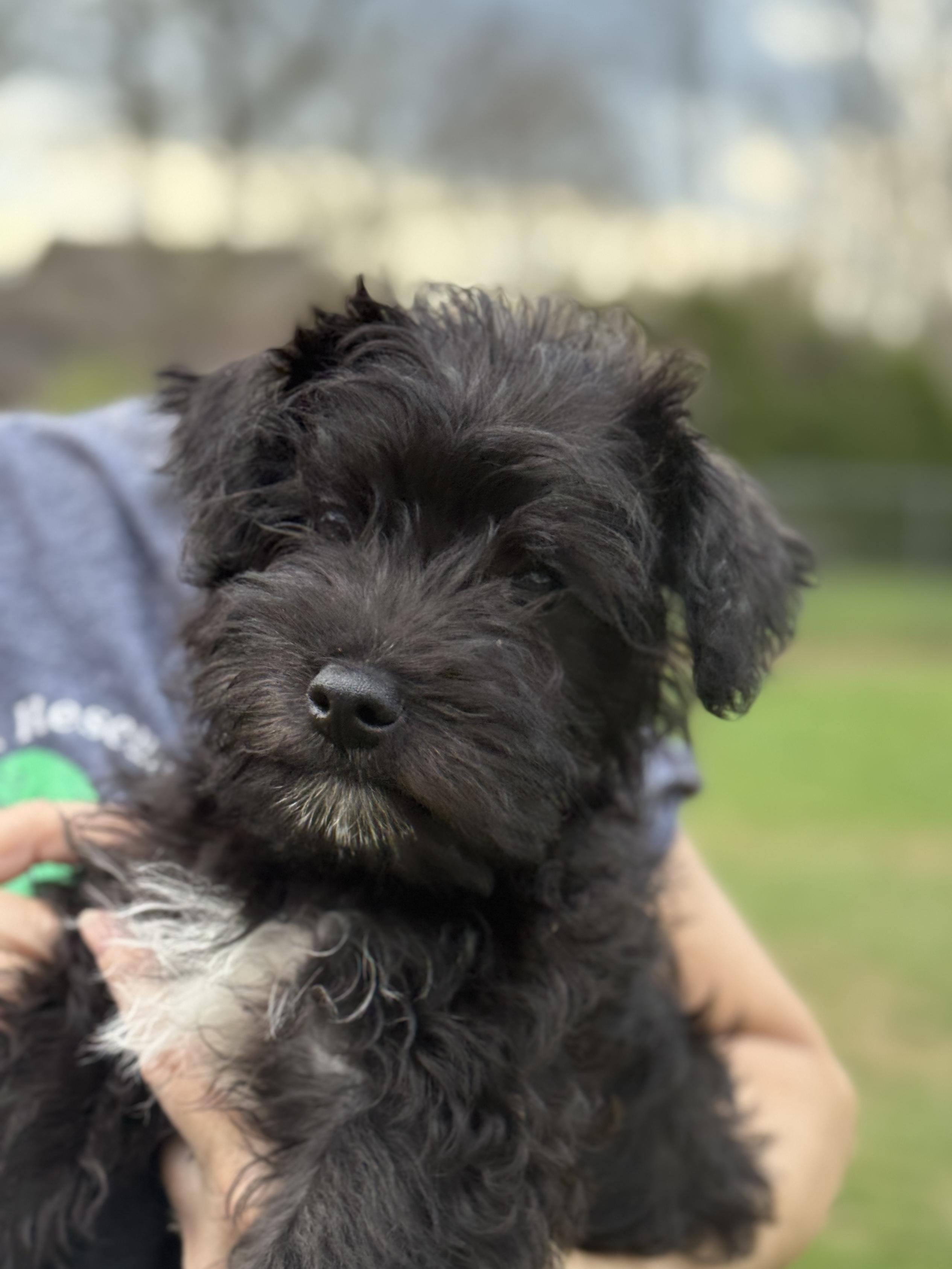 Sprocket, Adopted, Puppy Male Shih Tzu.