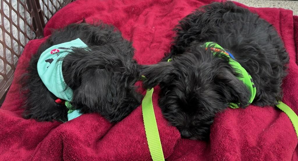 Enlarge Sprocket, a Adopted mixed breed in Terryville, CT image 2/5