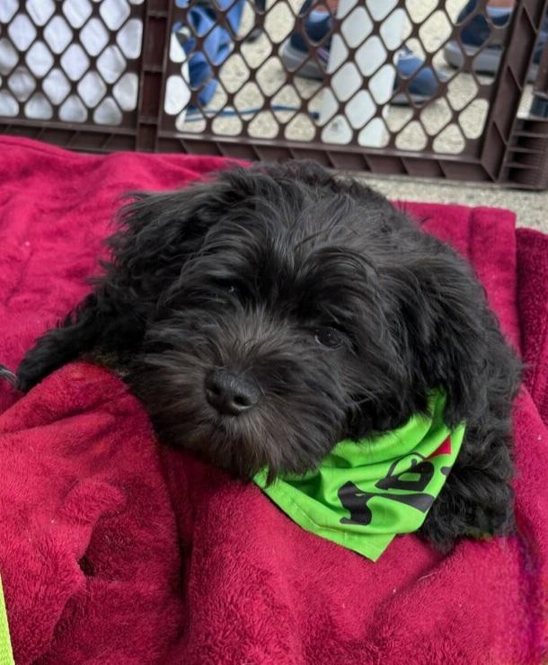 Enlarge Sprocket, a Adopted mixed breed in Terryville, CT image 3/5