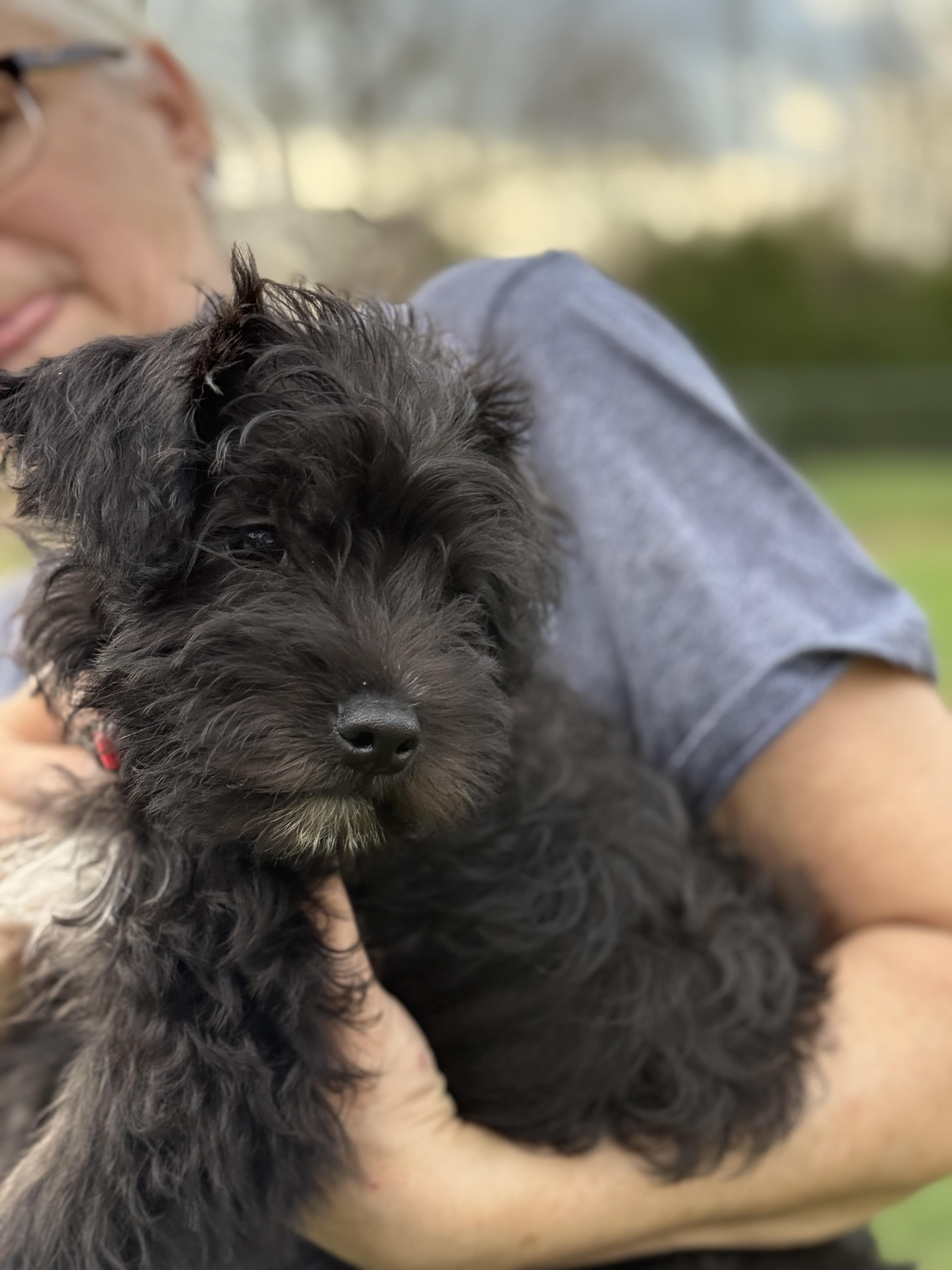 Enlarge Sprocket, a Adopted mixed breed in Terryville, CT image 4/5
