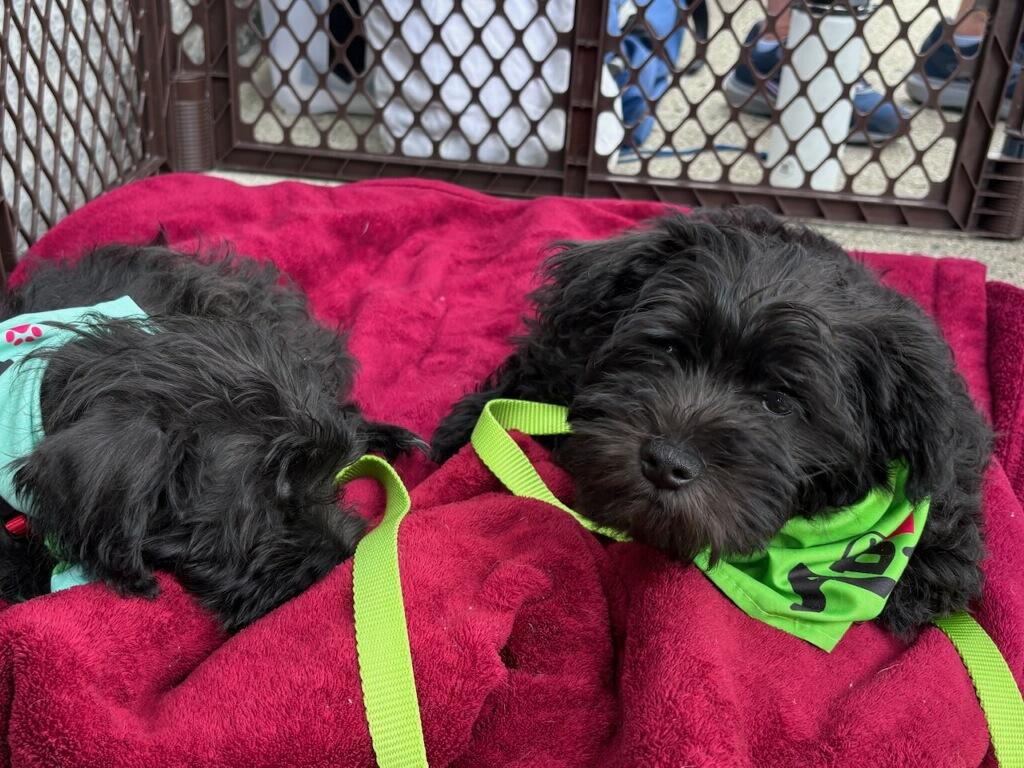 Enlarge Sprocket, a Adopted mixed breed in Terryville, CT image 5/5