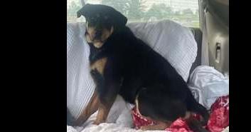 Rocky, Adoptable, Adult Male Rottweiler & Mixed Breed.
