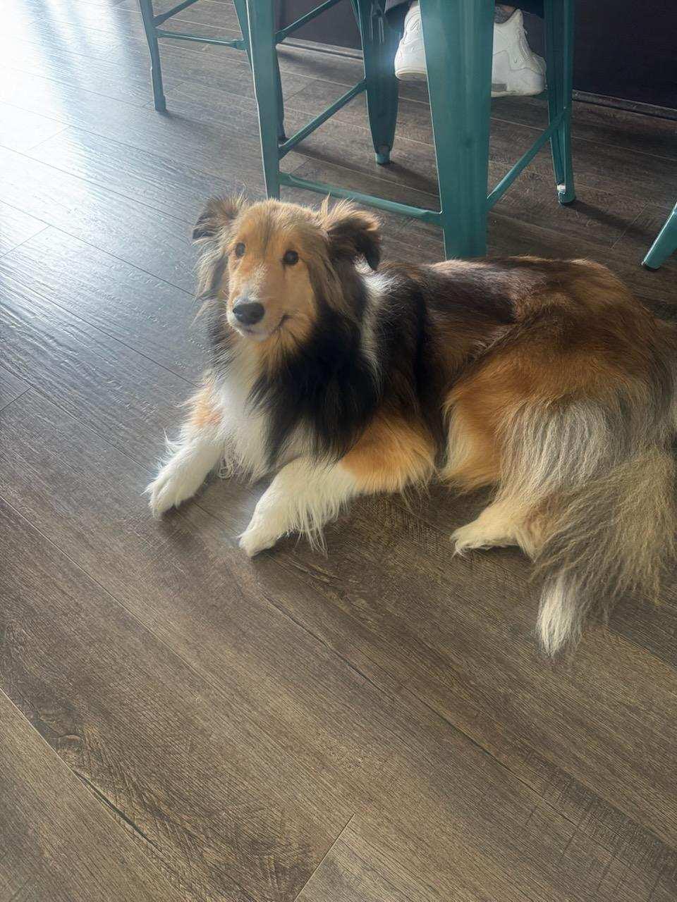MAGGIE (courtesy post), ADOPTABLE, Adult Female Shetland Sheepdog / Sheltie.