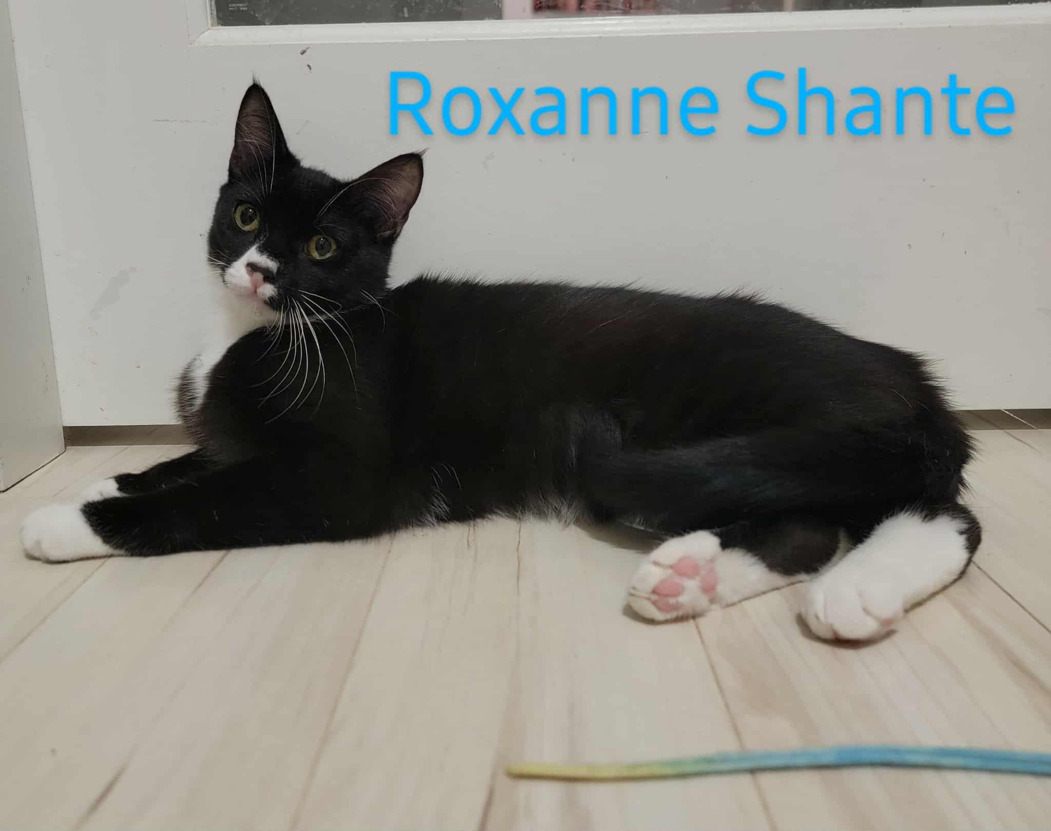 Roxanne Shante, an adoptable Domestic Short Hair in BURNABY, BC, V3J 1N3 | Photo Image 1