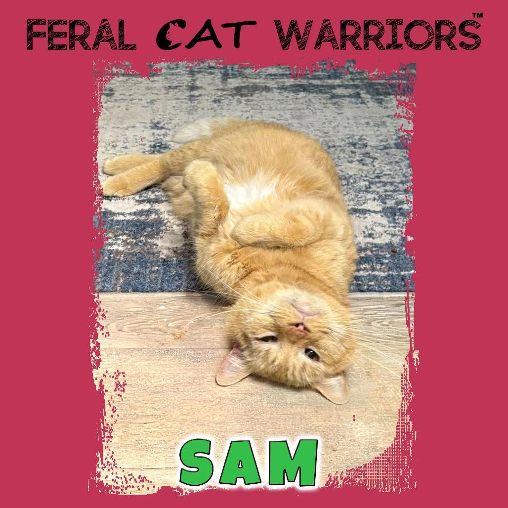 Sam, Adoptable, Senior Male Domestic Short Hair.