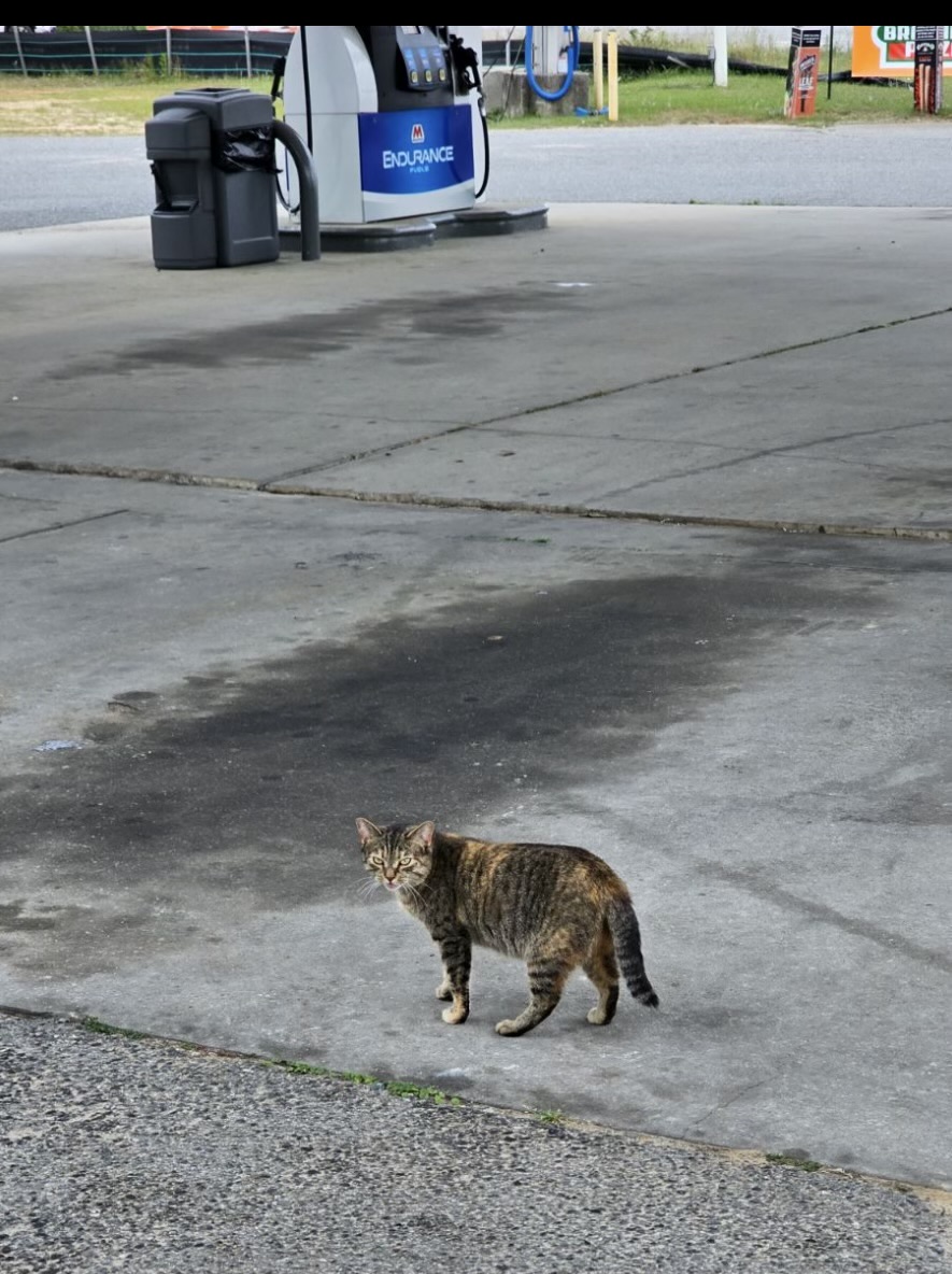 Enlarge Biscuit, a Adopted Tabby in Valdosta, GA image 1/6