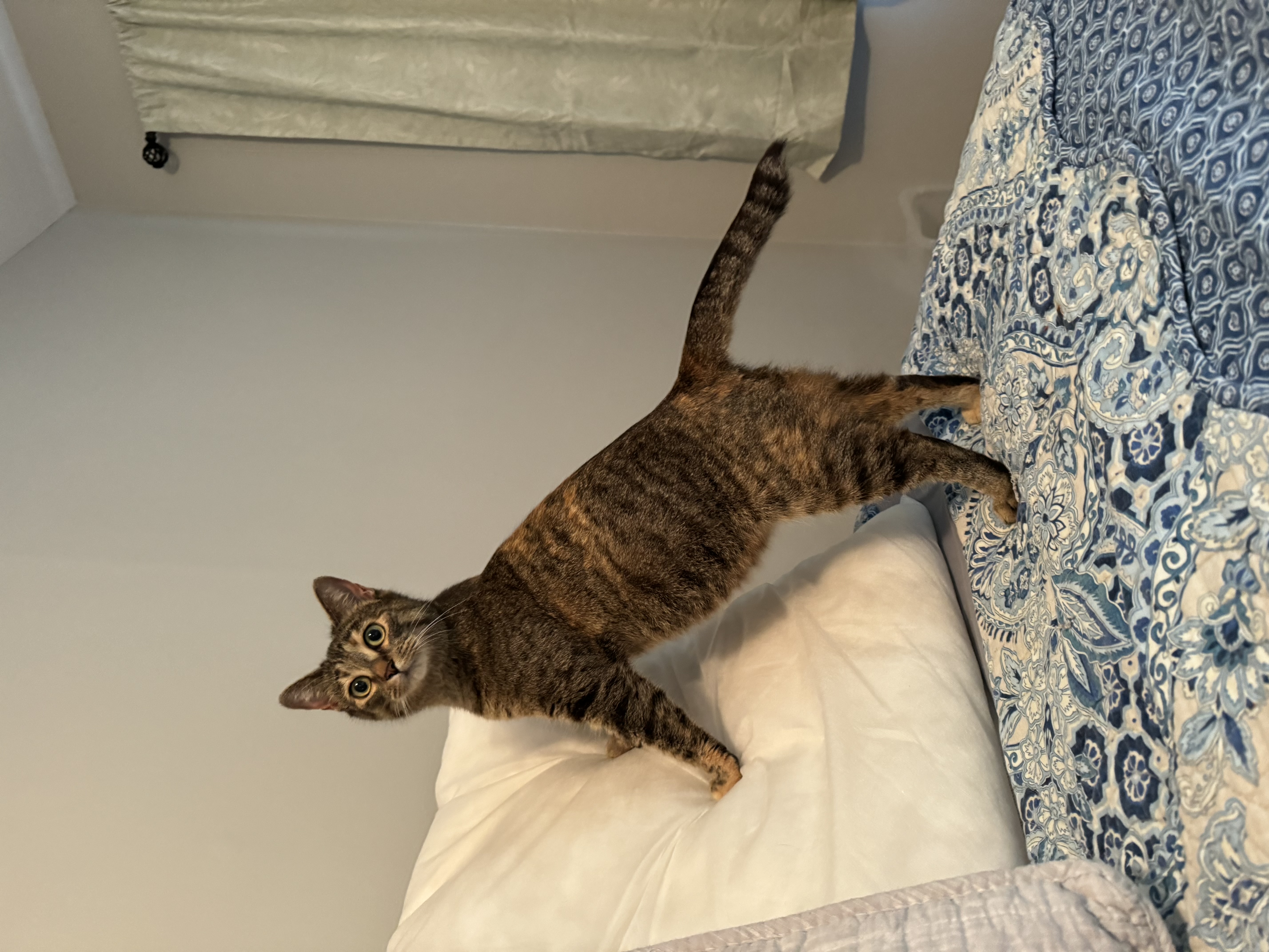 Enlarge Biscuit, a Adopted Tabby in Valdosta, GA image 2/6