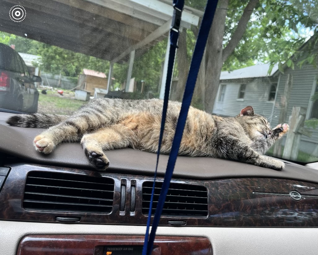 Enlarge Biscuit, a Adopted Tabby in Valdosta, GA image 3/6