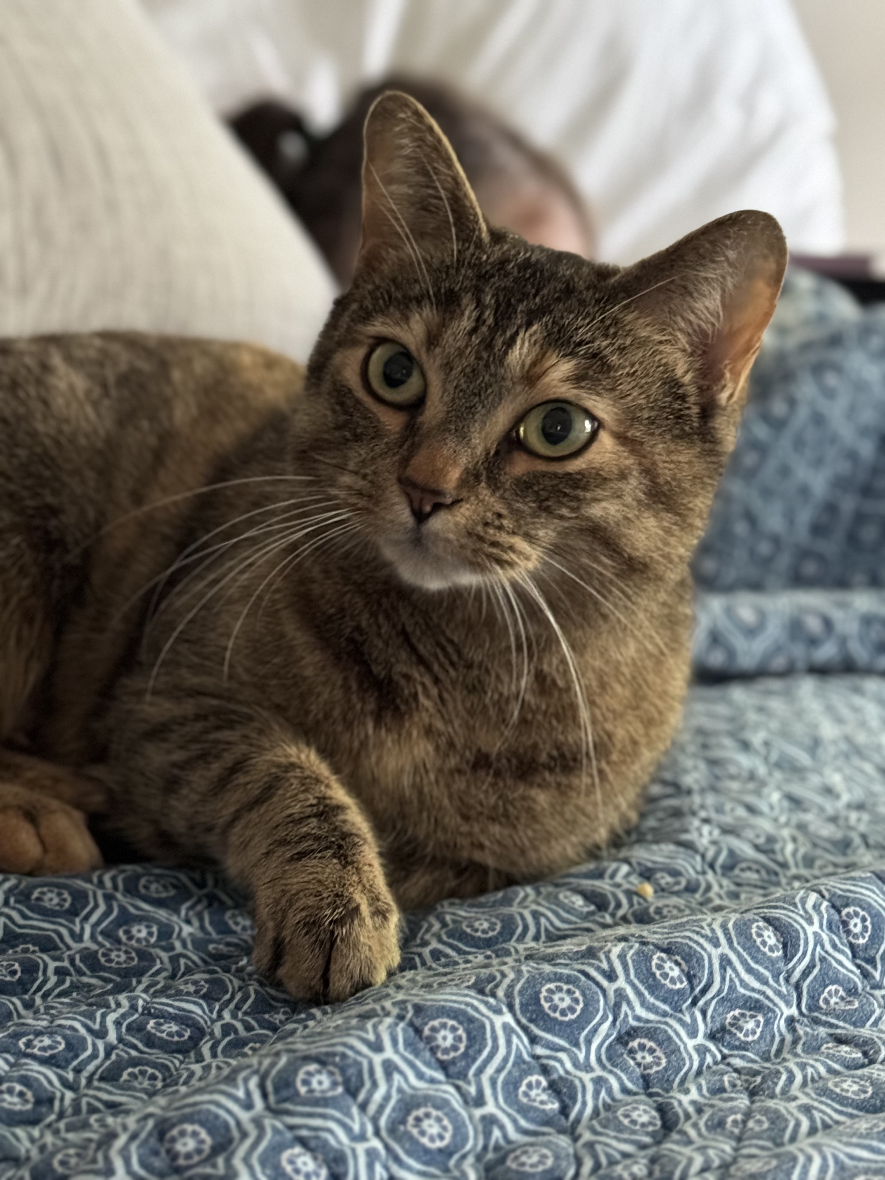 Enlarge Biscuit, a Adopted Tabby in Valdosta, GA image 4/6