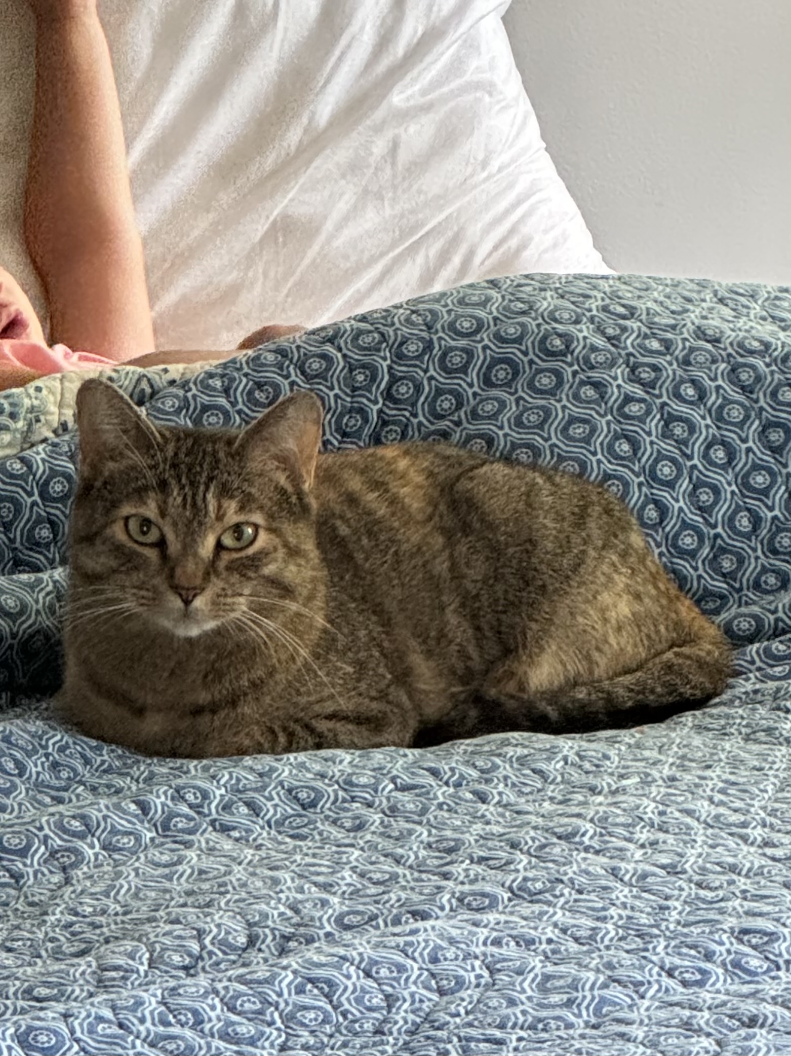 Enlarge Biscuit, a Adopted Tabby in Valdosta, GA image 5/6