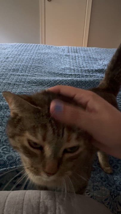 Enlarge Biscuit, a Adopted Tabby in Valdosta, GA video 6/6