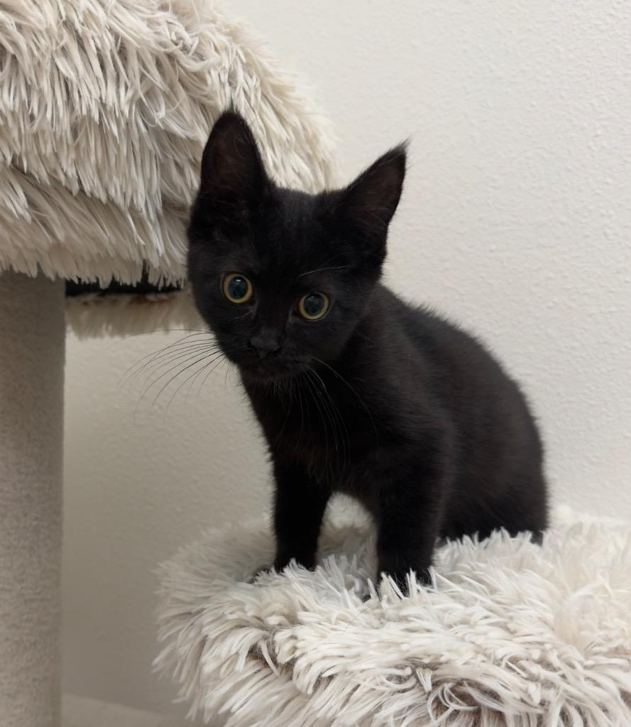 Enlarge Diggy @ PetSmart Walker Rd, a Adoptable mixed breed in Newberg, OR image 1/1