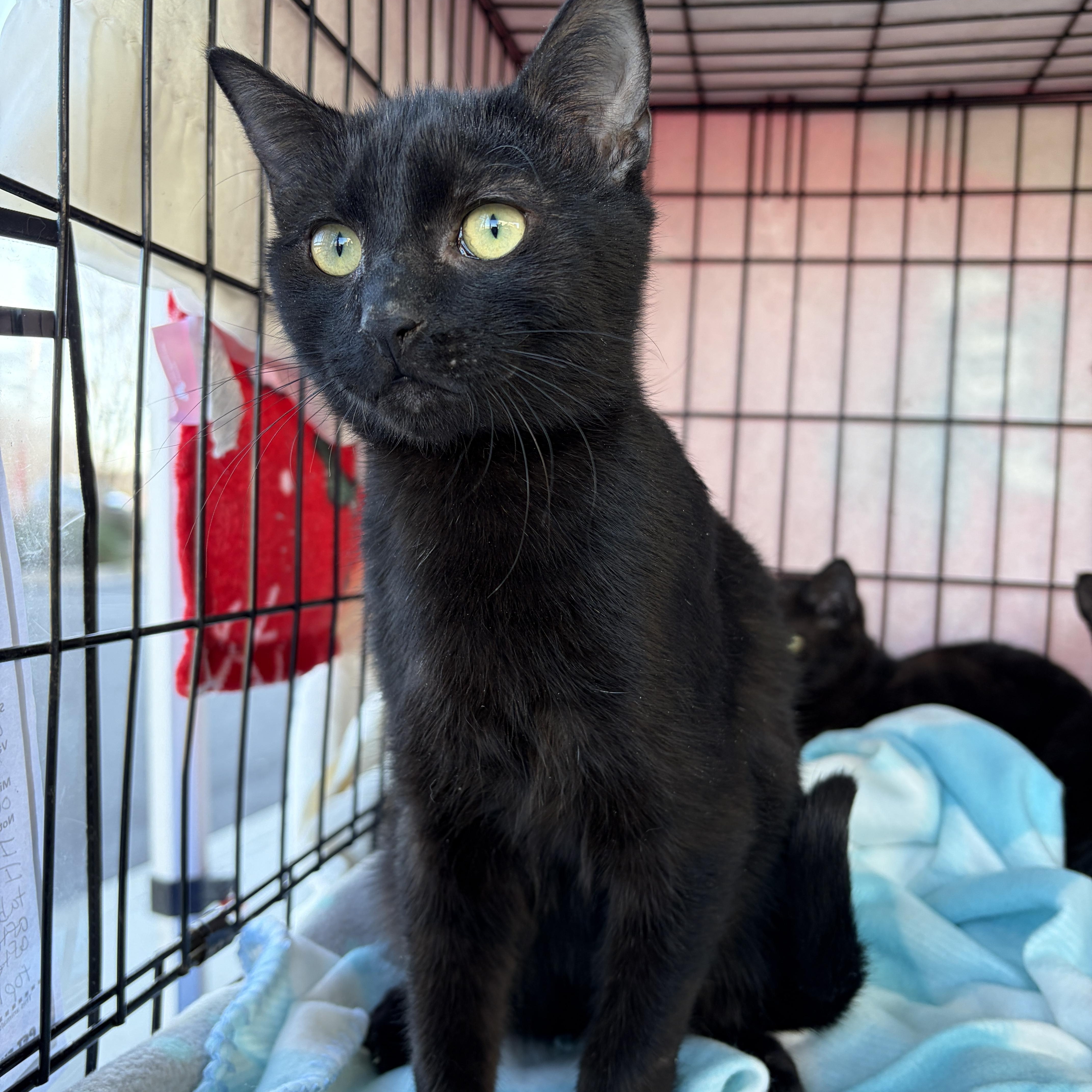 Eric, ADOPTABLE, Young Male Domestic Short Hair.