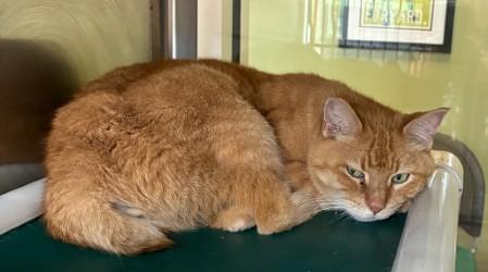 Enlarge Bobbie, an adopted Domestic Short Hair in Murphy, TX image 1/1