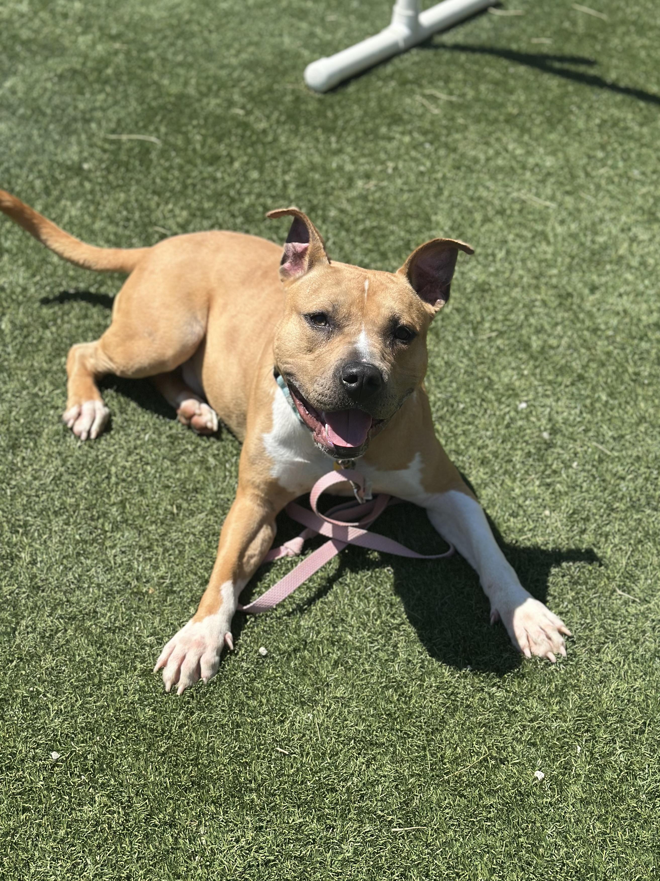 Sonny, ADOPTABLE, Young Male Pit Bull Terrier.