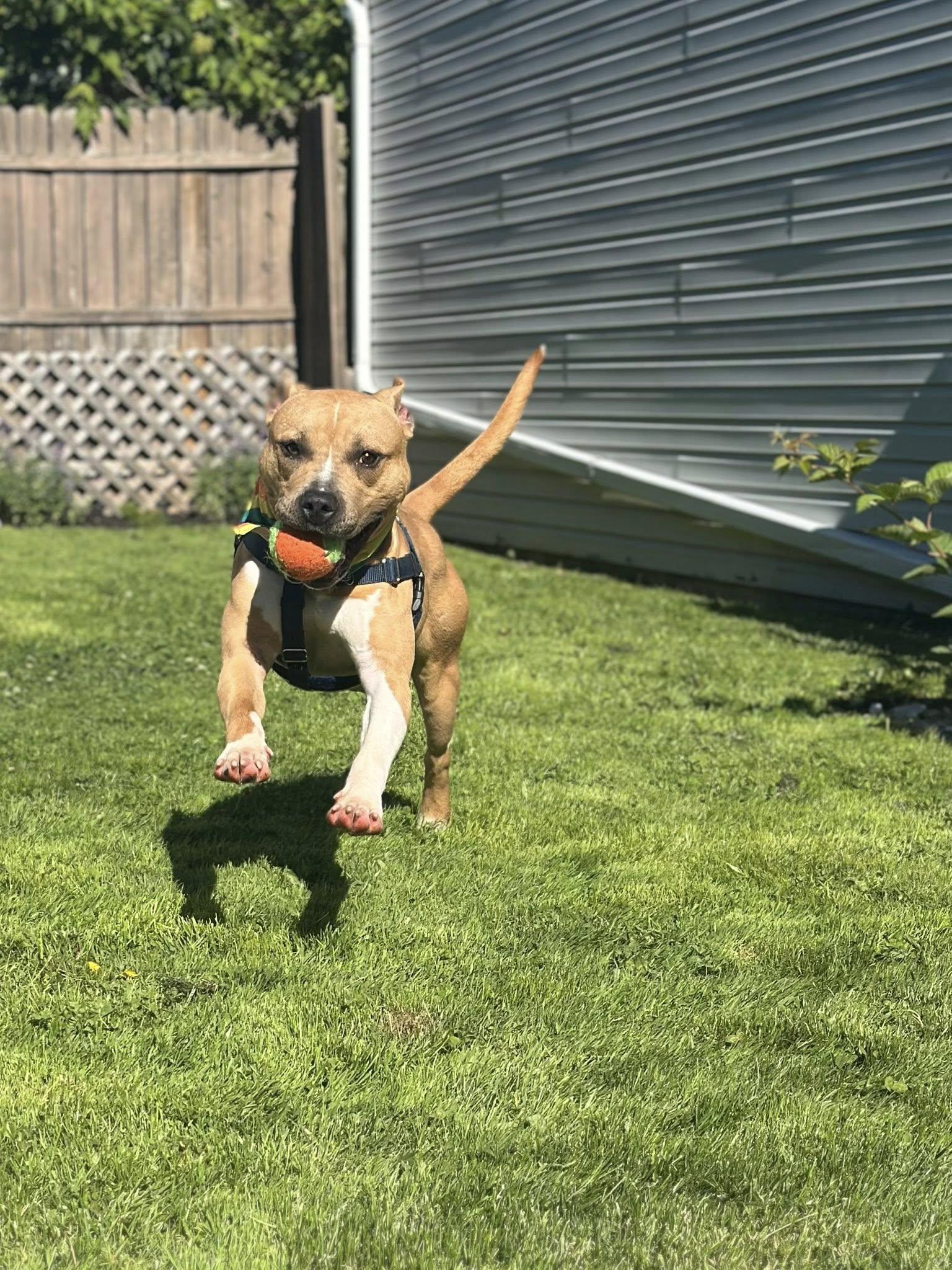 Sonny, a ADOPTABLE mixed breed in Cleveland, OH image 5/6
