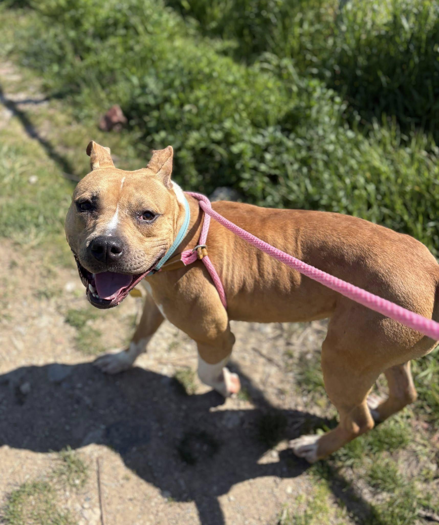 Sonny, a ADOPTABLE mixed breed in Cleveland, OH image 2/6