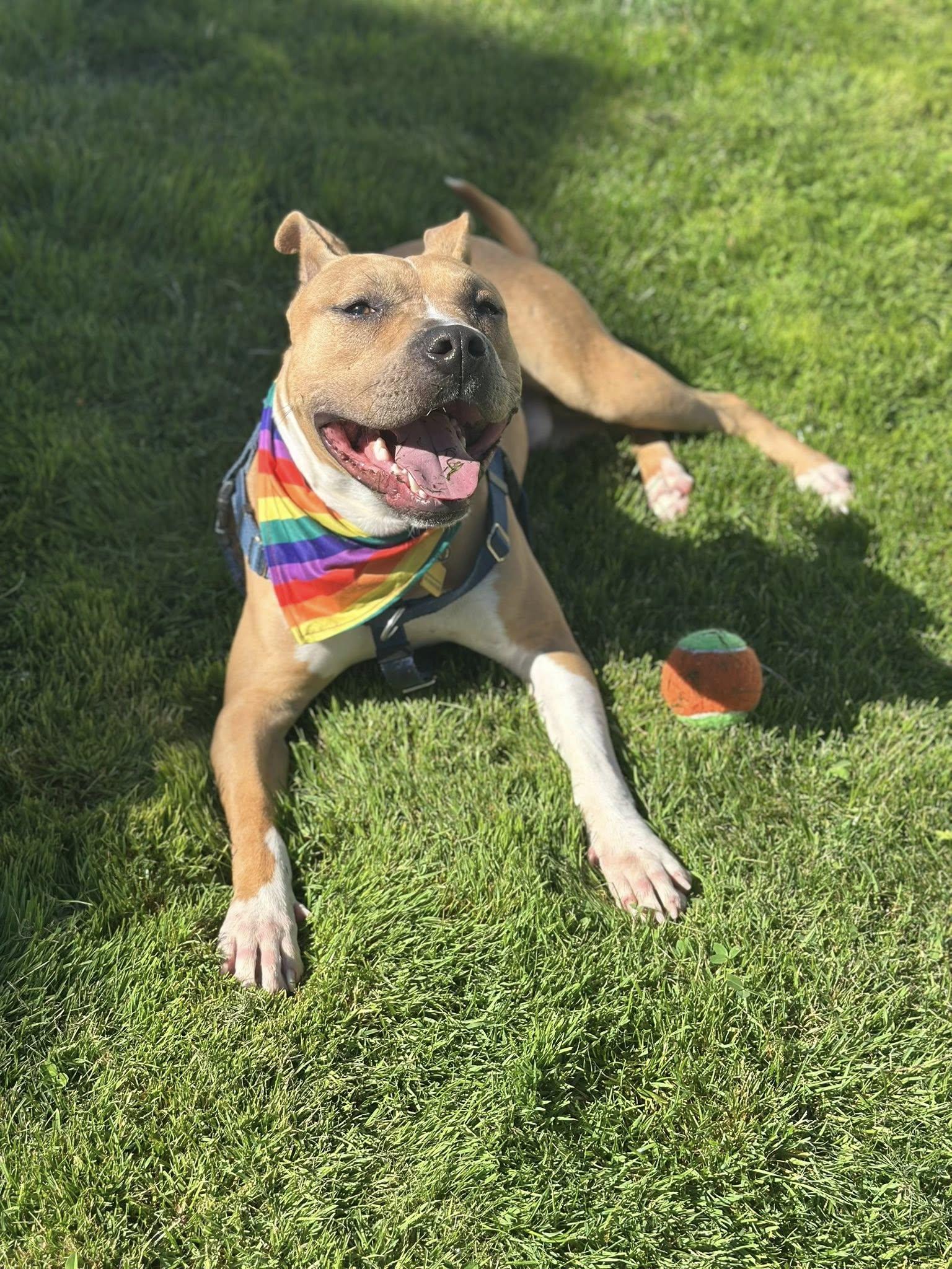 Sonny, a ADOPTABLE mixed breed in Cleveland, OH image 4/6