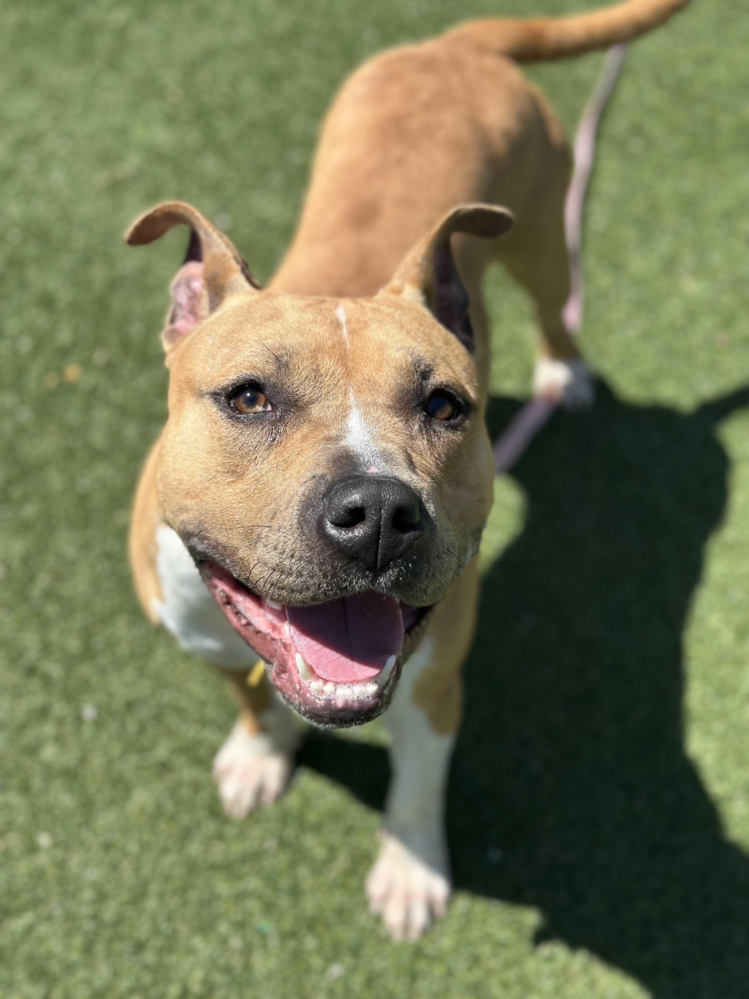 Sonny, a ADOPTABLE mixed breed in Cleveland, OH image 3/6