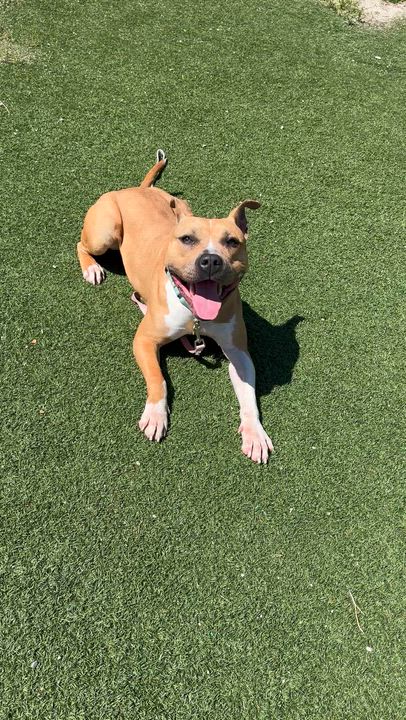 Enlarge Sonny, a ADOPTABLE mixed breed in Cleveland, OH video 6/6