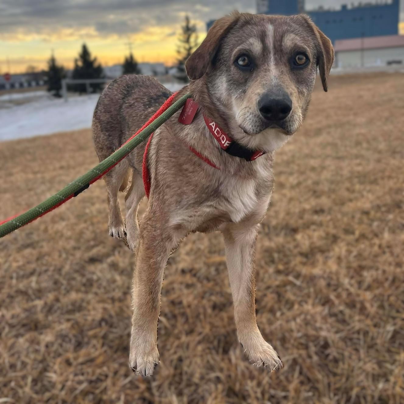 Finley, adopted, Adult Male Shepherd.