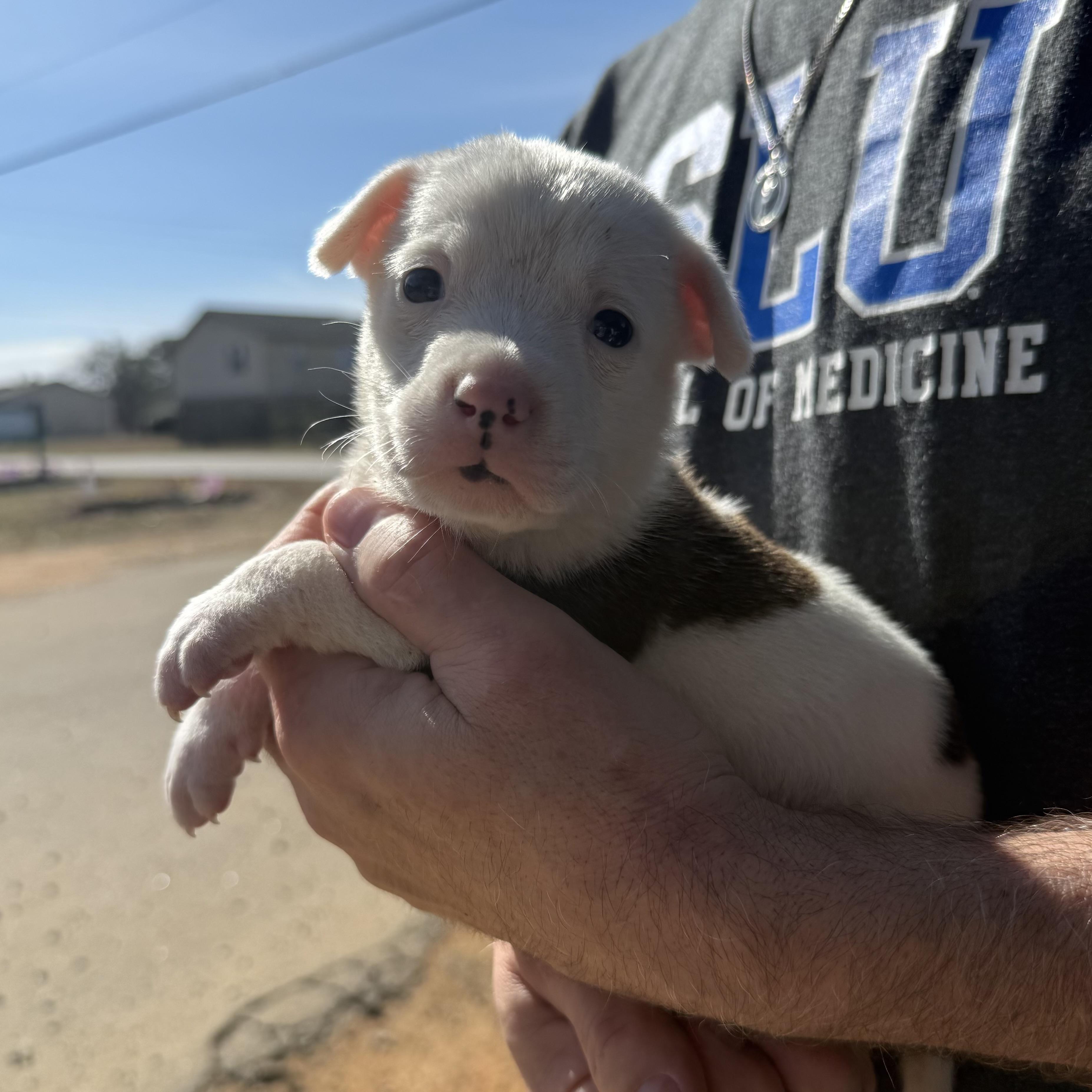 Blockbuster — thumbnail 2