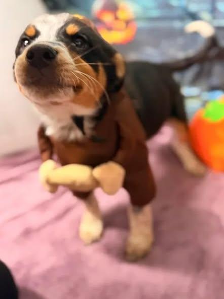 Enlarge Pinto, a Adopted mixed breed in Munfordville, KY image 5/5