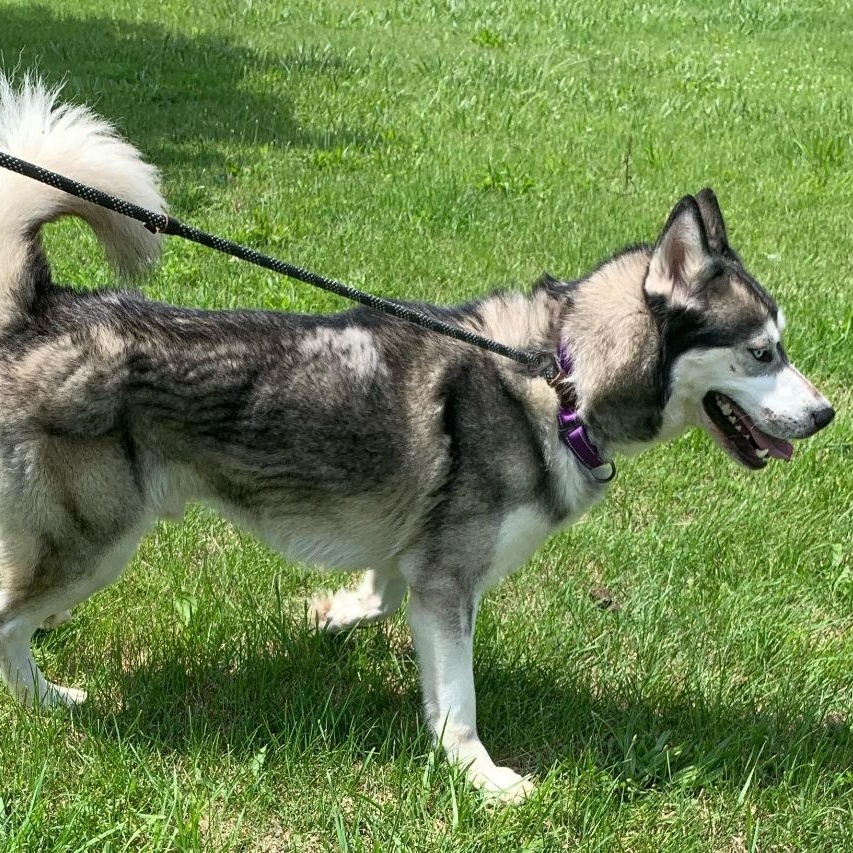 Brady, an adoptable Alaskan Malamute, Husky in Beaverton, MI, 48612 | Photo Image 2