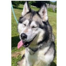 Brady, an adoptable Alaskan Malamute, Husky in Beaverton, MI, 48612 | Photo Image 4