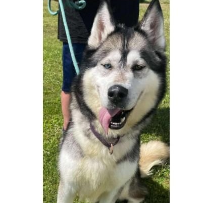 Brady, an adoptable Alaskan Malamute, Husky in Beaverton, MI, 48612 | Photo Image 3