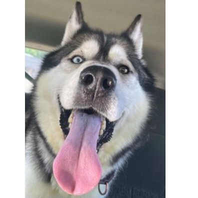 Brady, Adoptable, Adult Male Alaskan Malamute & Husky.