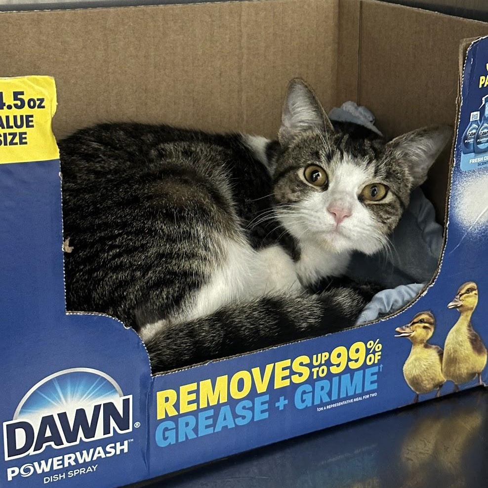 Jiminy Cricket, an adopted Domestic Short Hair in Grand Rapids, MI image 1/3