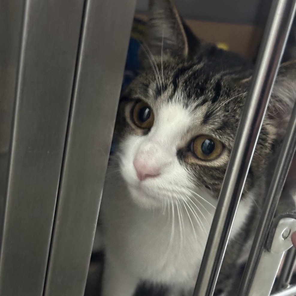 Jiminy Cricket, an adopted Domestic Short Hair in Grand Rapids, MI image 2/3