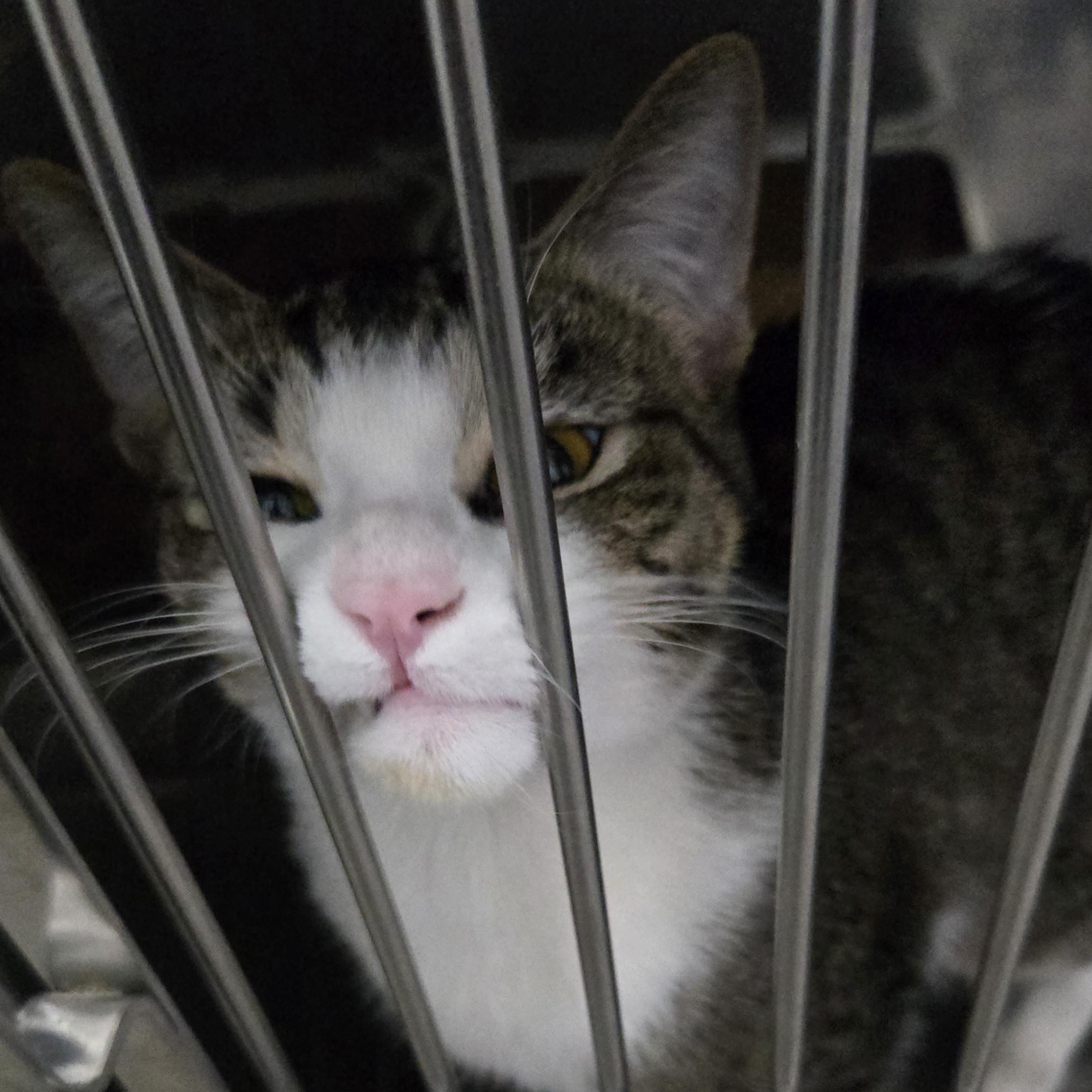 Jiminy Cricket, an adopted Domestic Short Hair in Grand Rapids, MI image 3/3