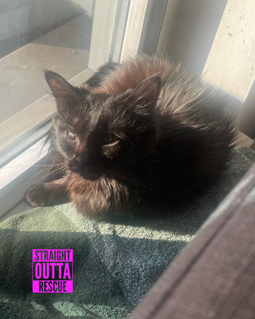 Truffles, an adoptable Domestic Short Hair in Vancouver, BC, V6K 1P8 | Photo Image 5
