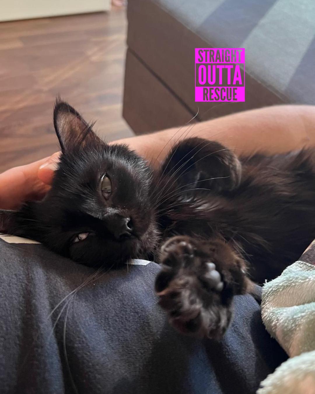 Truffles, an adoptable Domestic Short Hair in Vancouver, BC, V6K 1P8 | Photo Image 6
