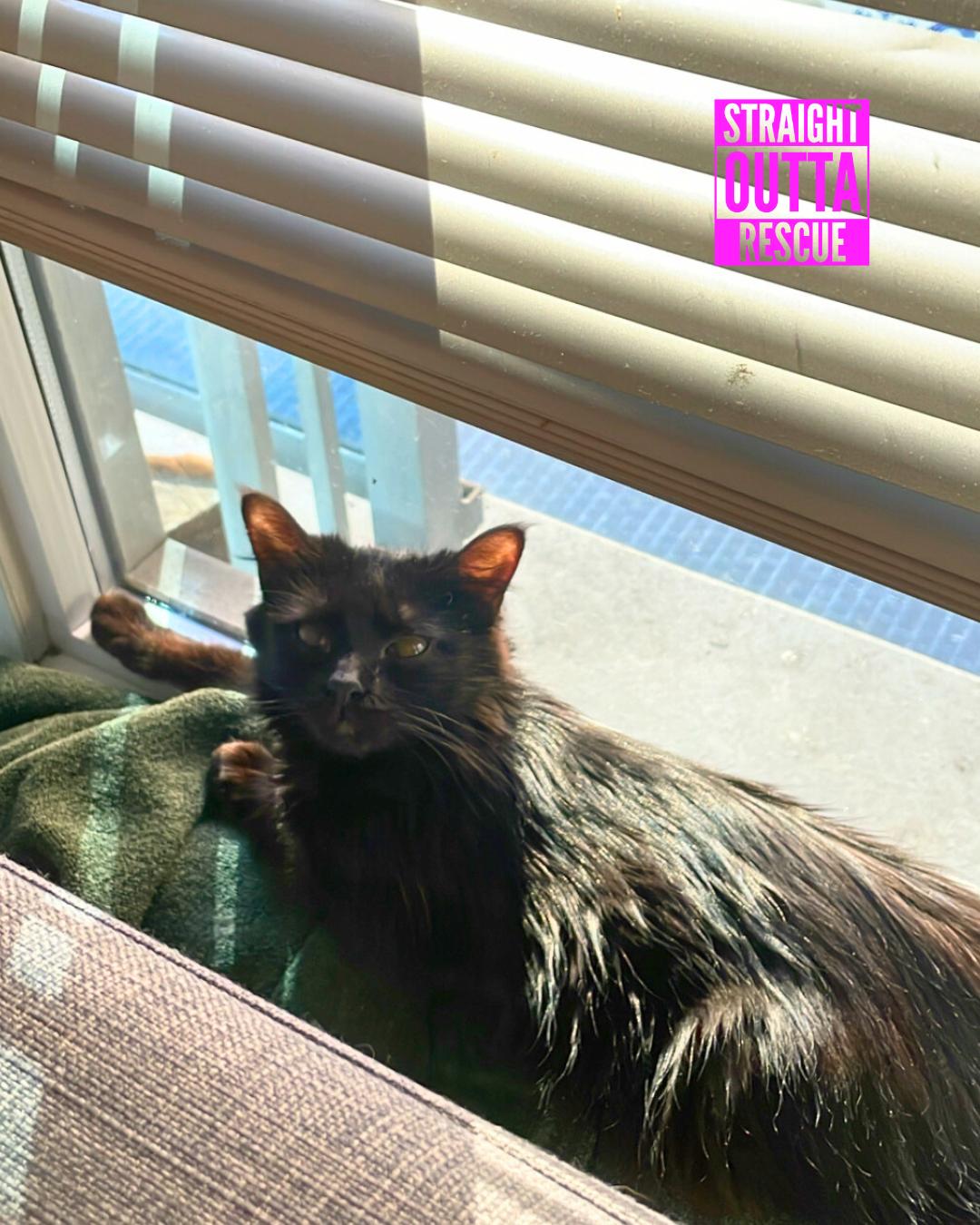 Truffles, an adoptable Domestic Short Hair in Vancouver, BC, V6K 1P8 | Photo Image 4