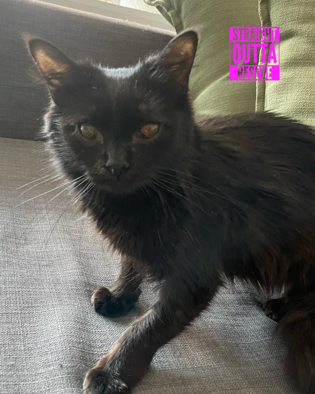 Truffles, an adoptable Domestic Short Hair in Vancouver, BC, V6K 1P8 | Photo Image 3